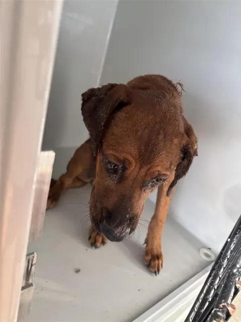 Adoptable Dog