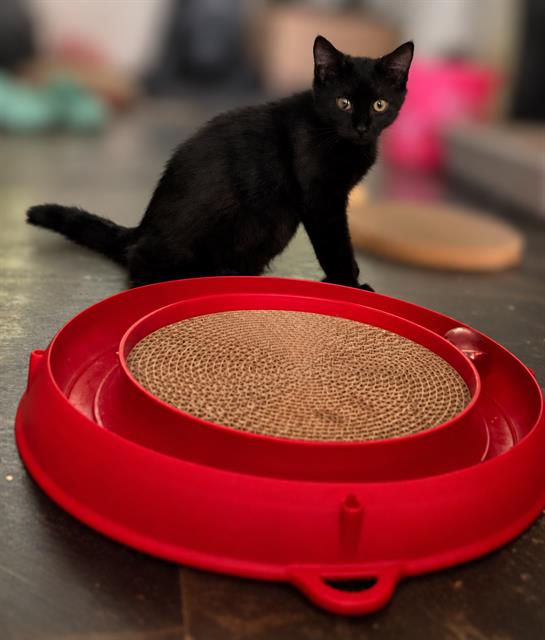 Binx
