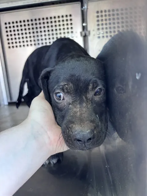Adoptable Dog