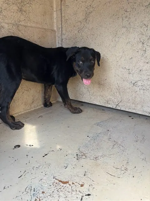 Adoptable Dog