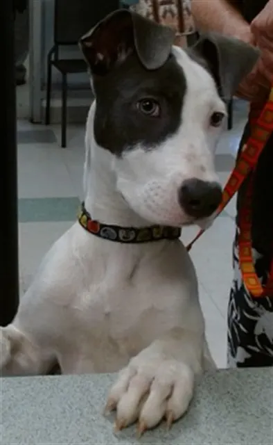 Adoptable Dog