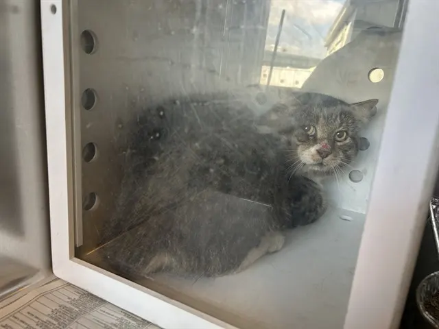 Adoptable Cat
