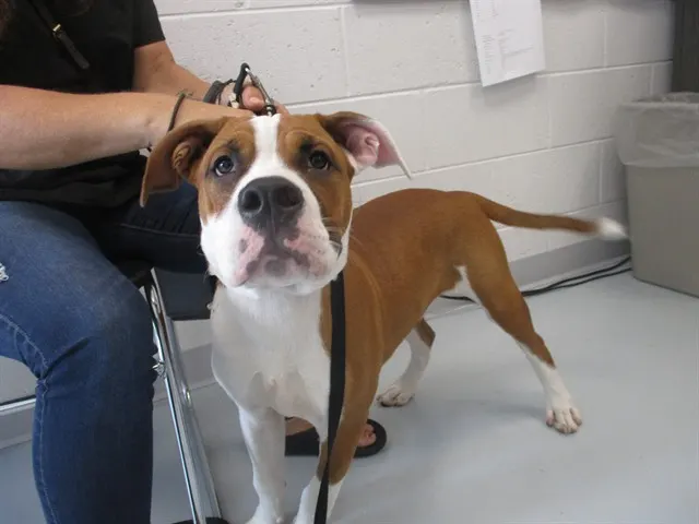 Adoptable Dog