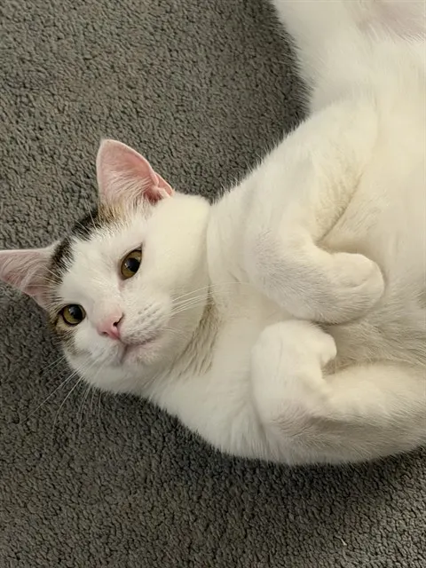 Hop