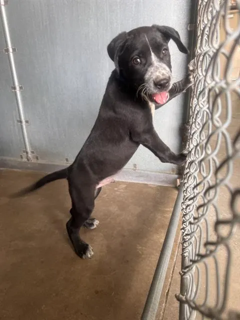 Zuko