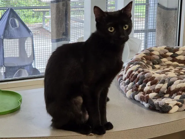 Penelope