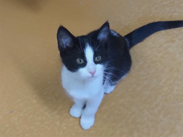 Tux