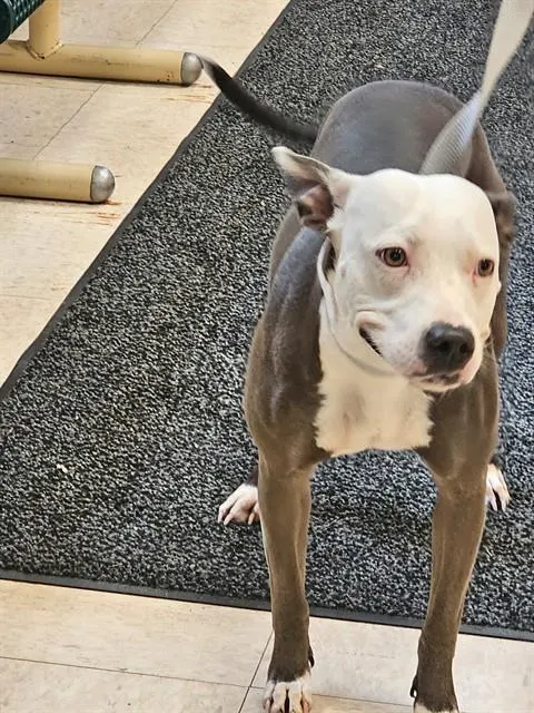 Stella