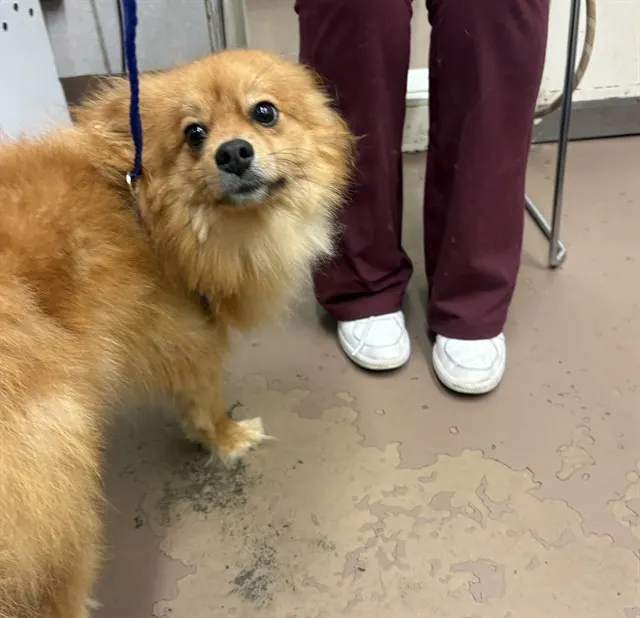 Adoptable Dog