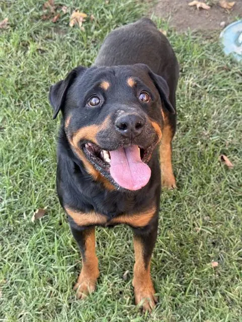Tino