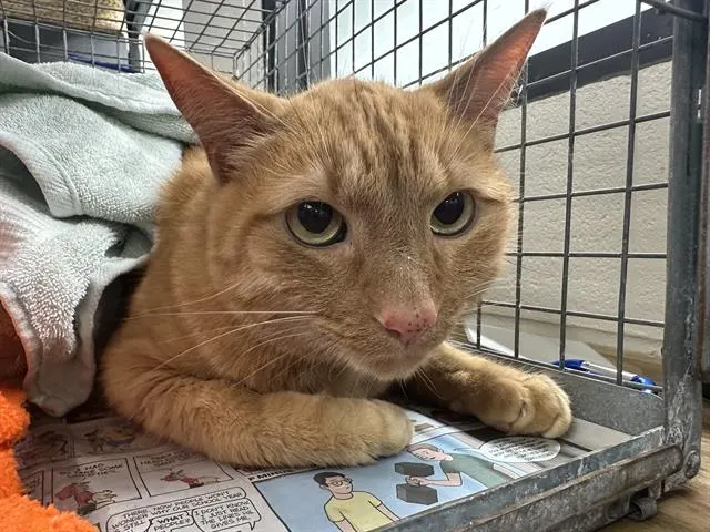 Linus