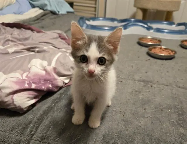 Rosie