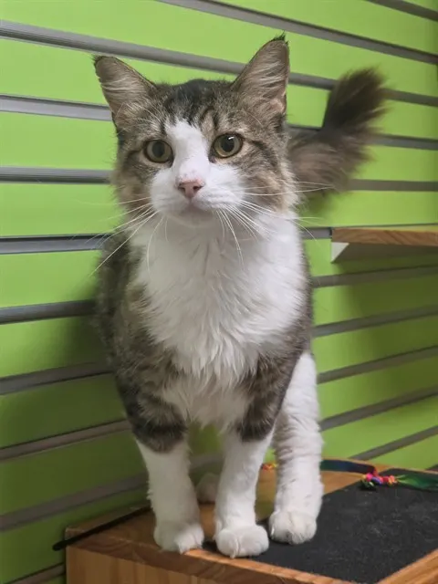 Cosmo