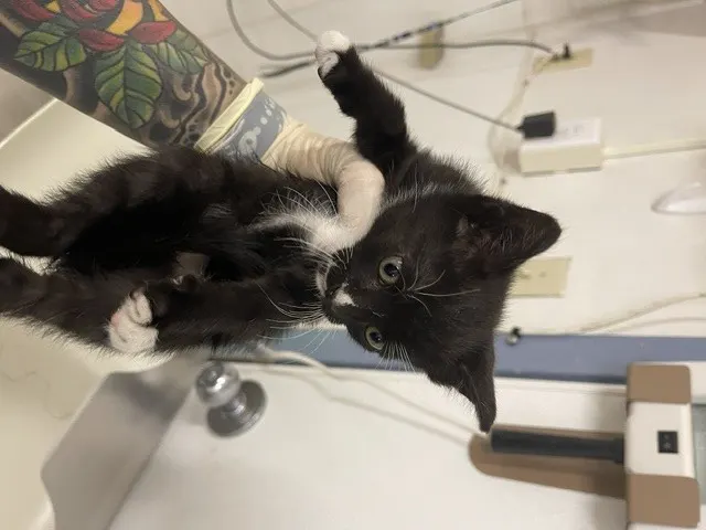 Finn