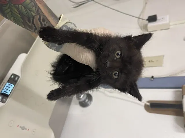 Ada