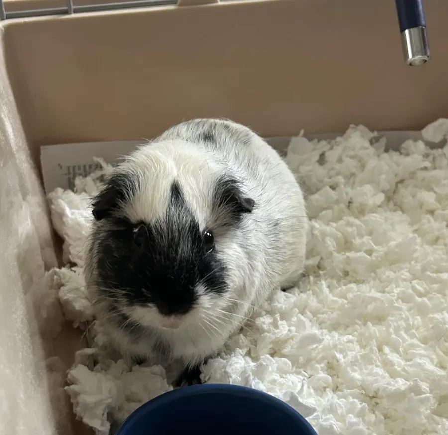 Oreo