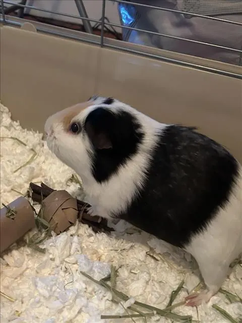 Gus