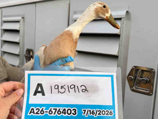 Adoptable Bird