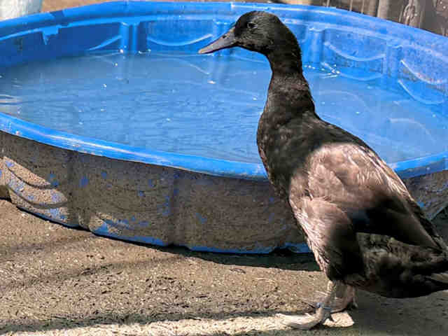 Adoptable Bird
