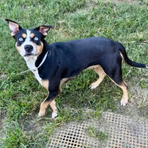 Roxie
