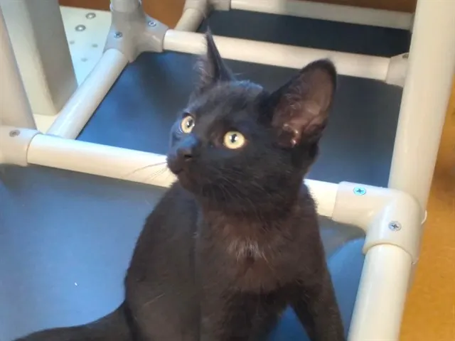 Damian