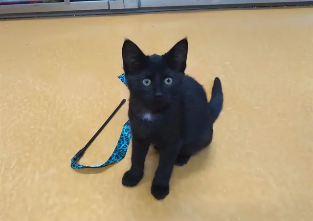 Onyx