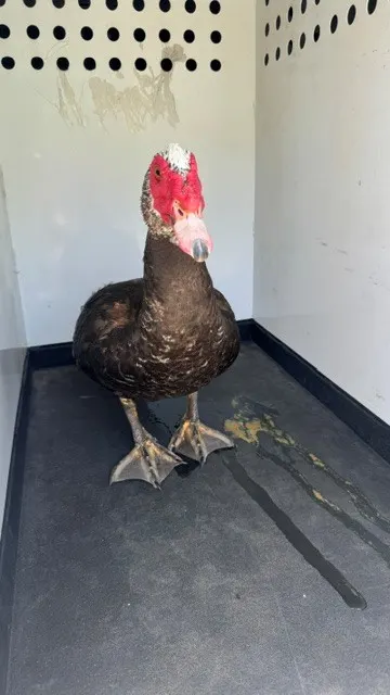 Adoptable Bird