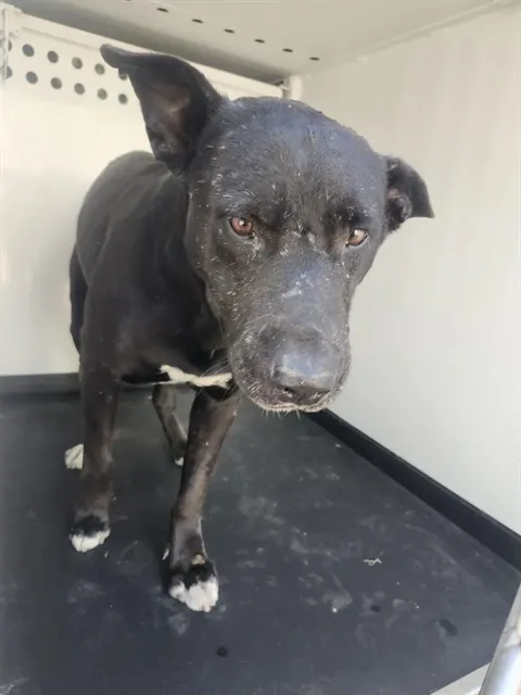 Adoptable Dog