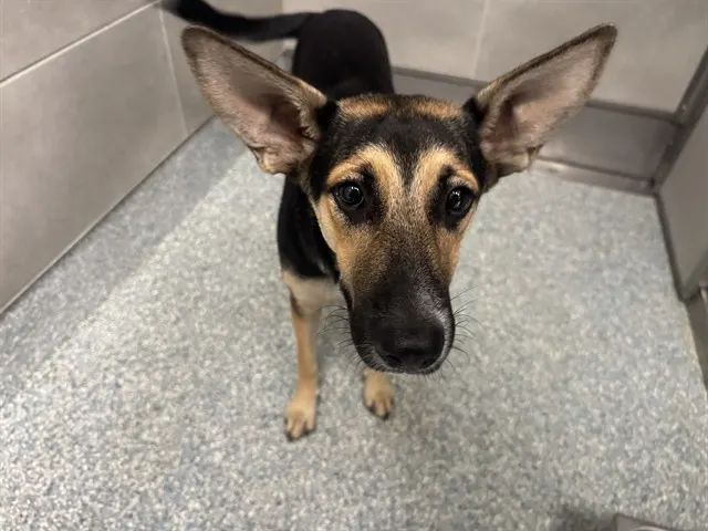 Maya