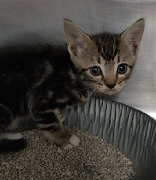 Adoptable Cat