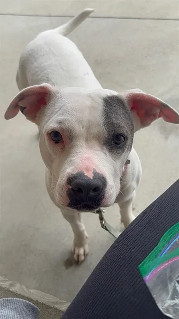 Ziggy