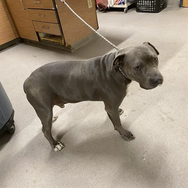 Odin