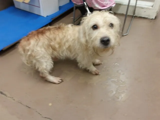 Adoptable Dog