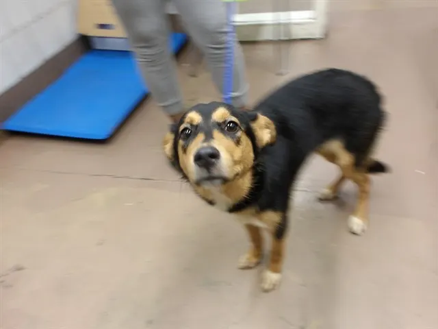 Adoptable Dog