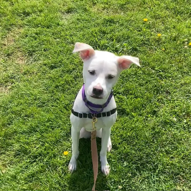 Lilac