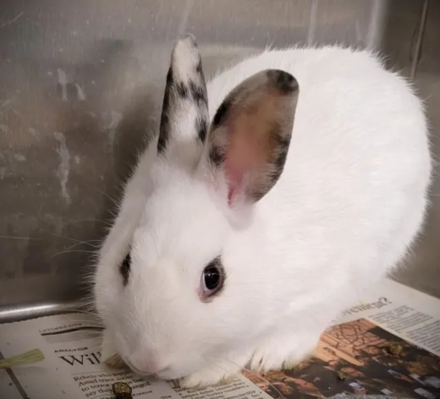 Flopsy