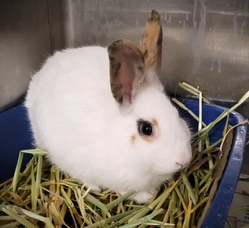 Mopsy