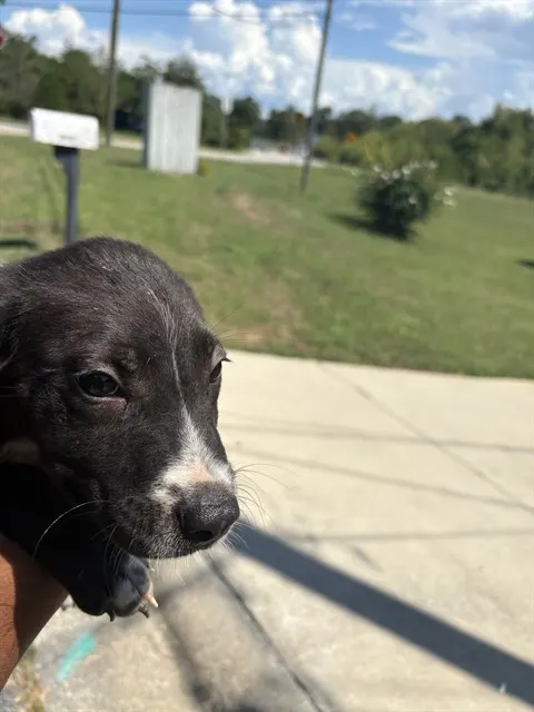 Gordo