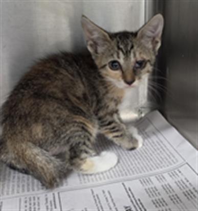Adoptable Cat