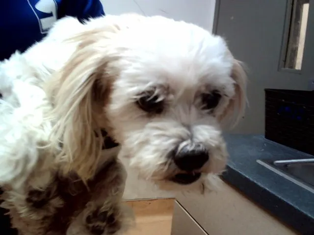 Muneca