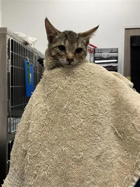 Adoptable Cat