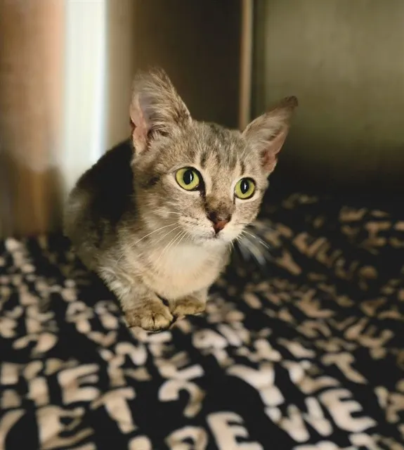 Adoptable Cat