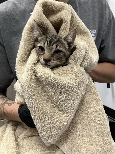 Adoptable Cat