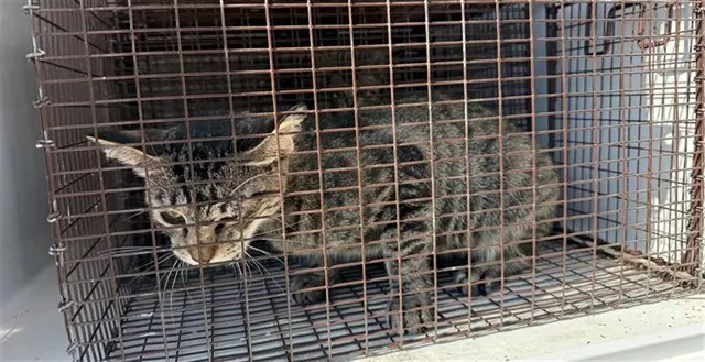 Adoptable Cat