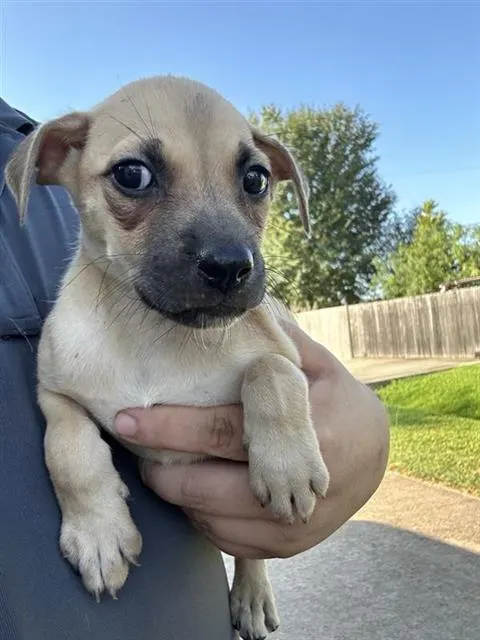 Adoptable Dog