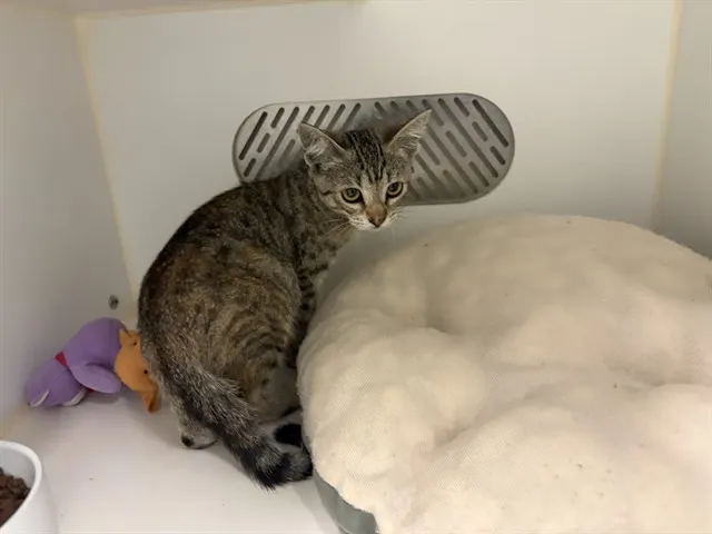 Adoptable Cat