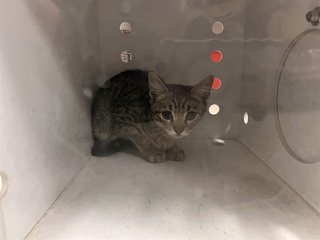 Adoptable Cat