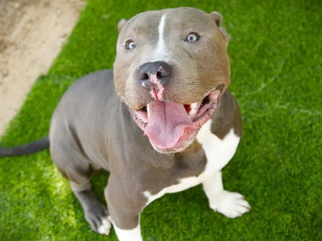 Bleu