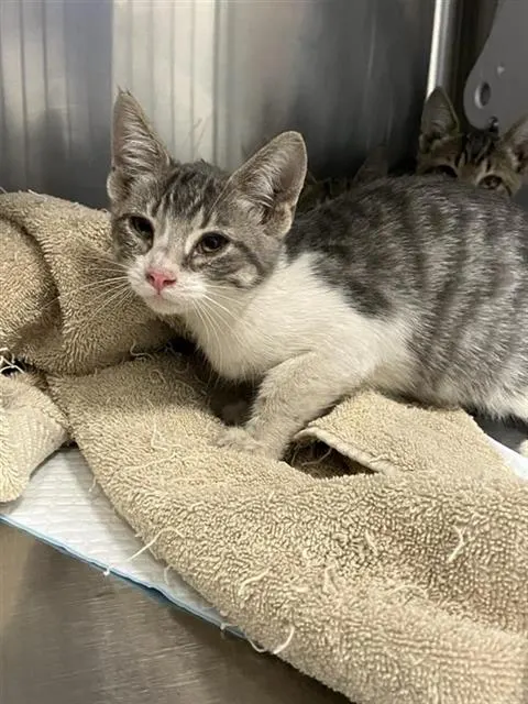 Adoptable Cat