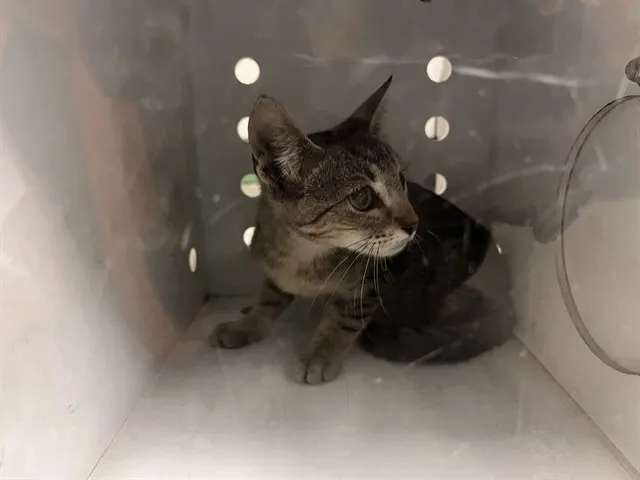 Adoptable Cat